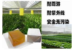 如何成功抵御蟲蠅？選正邦粘蟲蠅熱熔膠